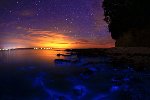 nubbsgalore:the bioluminescent noctiluca scintillans – an algae...