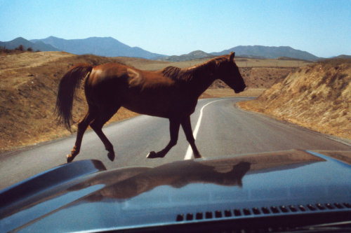 penonomen:Wild Horse Encounter, August 1974, Roger...