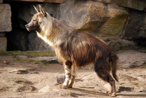 luffik:I just discovered that brown hyenas exist and I am...