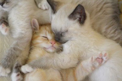 Kittens Fluffy tumblr pictures Kittens Fluffy tumblr pictures