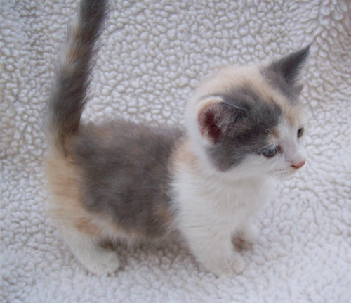 kitties kittens cute cats munchkin cat queue