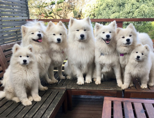 doggosource:squad 