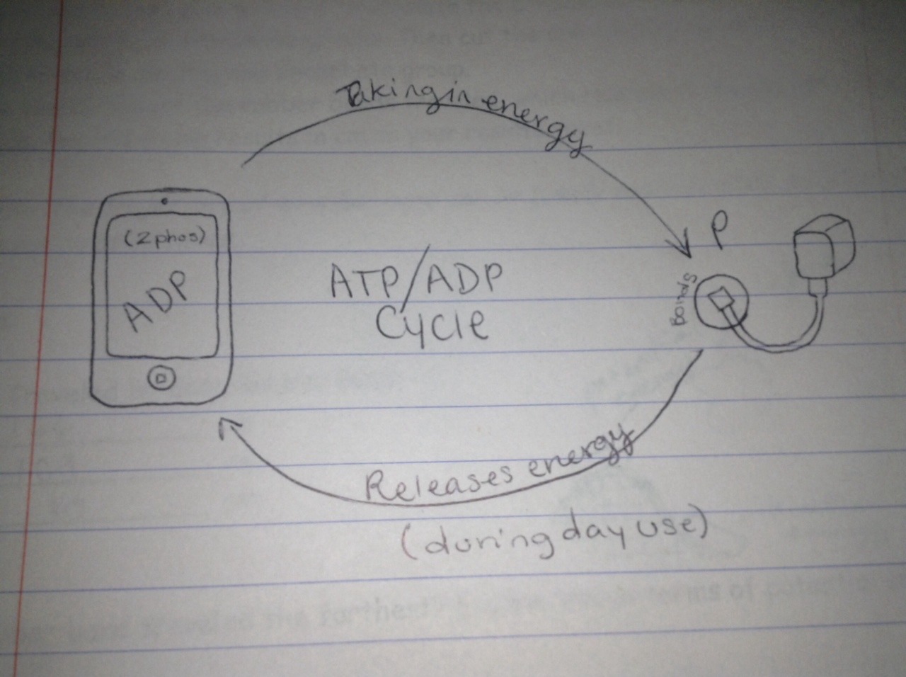 atp-adp-cycle-science-showme