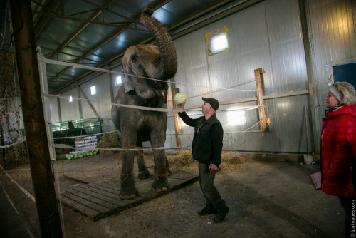 fpaimages:Big animals arrived to a circus in...