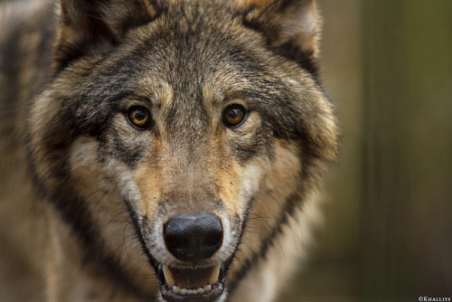 wolveswolves:Bicolour eyed wolves appreciation post [x] [x]...