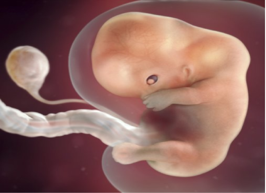 baby scan on Tumblr