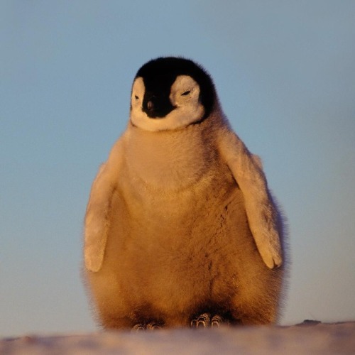 emperor penguin on Tumblr
