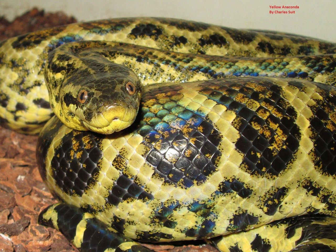 yellow anaconda