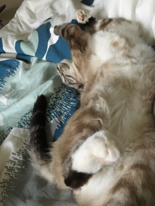 upside-down-cat