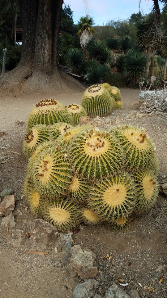 Stanford Arizona Cactus Garden Tumblr