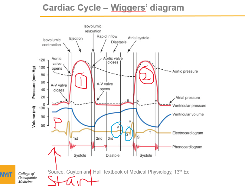 MCAT Memoranda