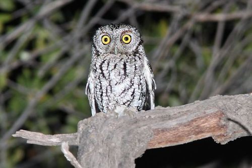 Daily Bird: Whiskered Screech-OwlRange: southeastern Arizona,...