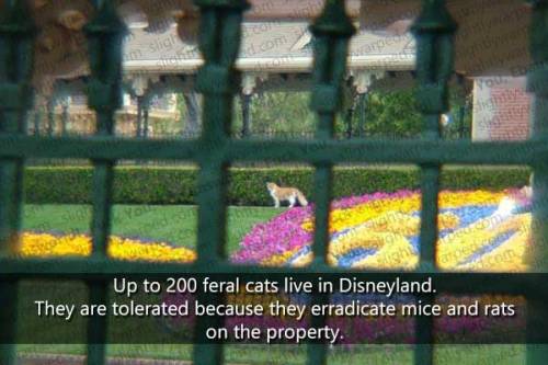 portmanteau-bot:jzanity1010:dbvictoria:More Disney Parks...