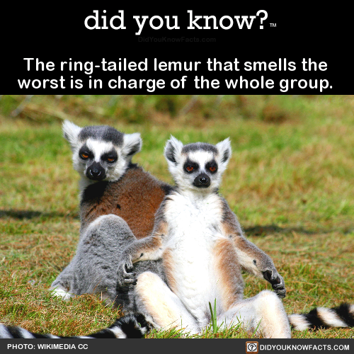 the-ring-tailed-lemur-that-smells-the-worst-is-in
