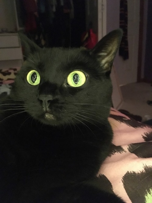 pixelysparklez:This cat lamp might be the best thing I’ve ever...