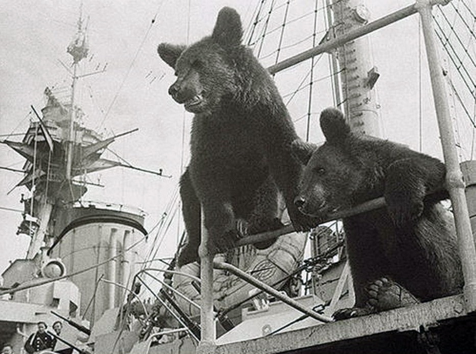 Bears Mishka and Mashka aboard Archangelsk battleship of the Northern Fleet (1945)