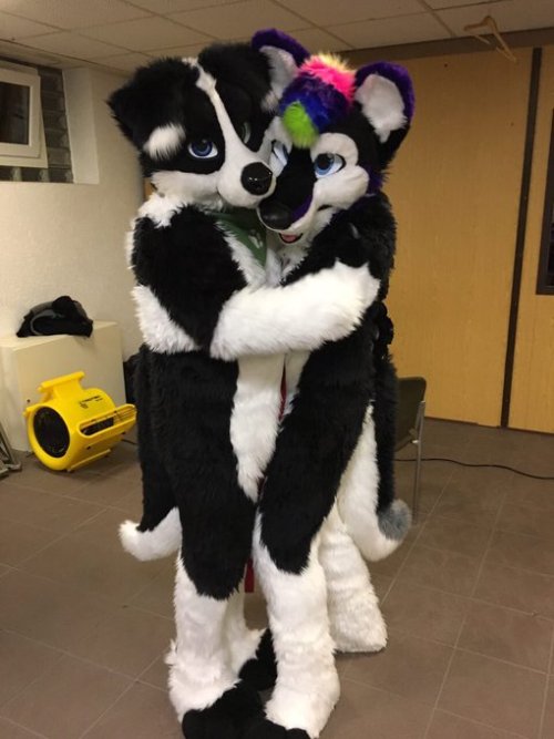 fursuitpursuits:RT @SikuleeTheMutt: I found a cute...