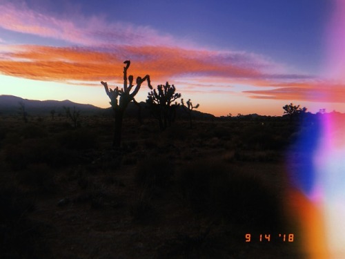 leahberman:joshua tree national park + HUJI appinstagram