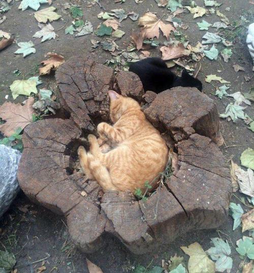 cuteness–overload:Cat sleeping in tree stumpSource:...