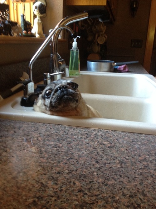 824706:what is this pug going through