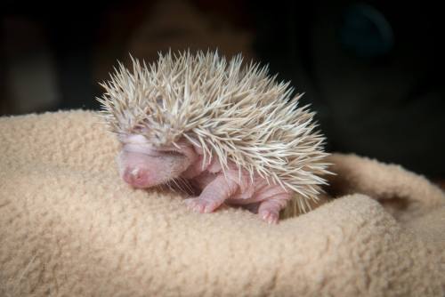 African Pygmy Hoglets Poke About at Oregon ZooHakuna Matata,...