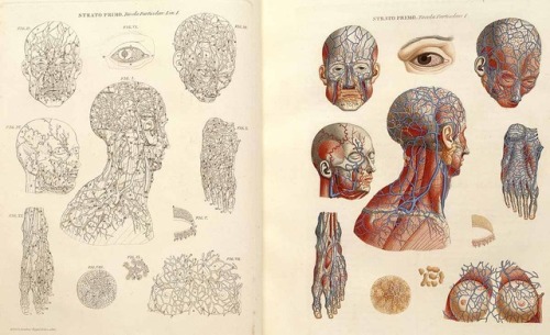 blunt-science:The Extremely Detailed Anatomical Artworks of the...