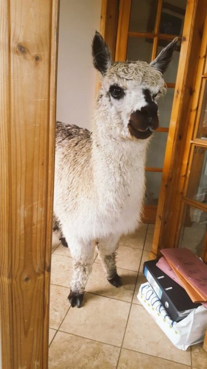 Alpaca  Tumblr