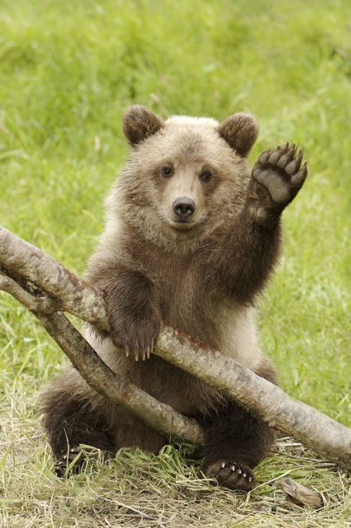 cute bear on Tumblr