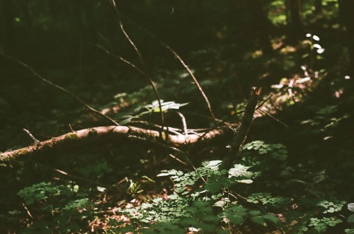 melanieonfilm:Itasca State Park, MinnesotaCanon AE-1