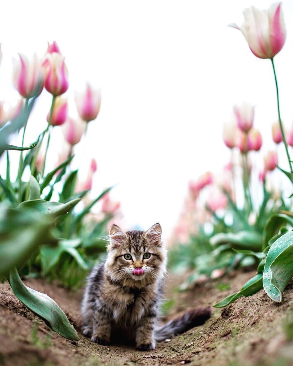 #cat from Animals are Friends