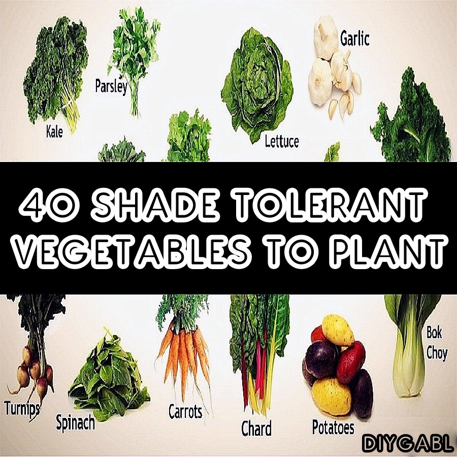 40 SHADE TOLERANT VEGETABLES TO PLANT - DIY Gardening ...