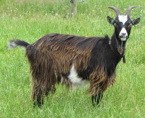 ainawgsd:The Dutch Landrace, also known as Nederlandse...