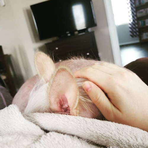 hairlessmika
