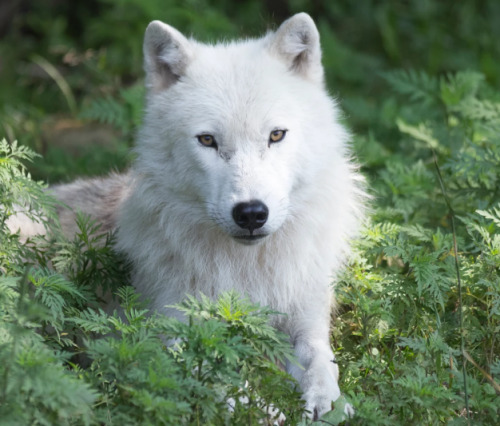 wolfsheart-blog:A lone resting Arctic Wolf by Josef Pittner