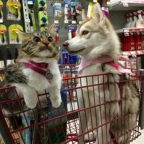 boredpanda:3 Huskies Become Best Friends With A Cat After...