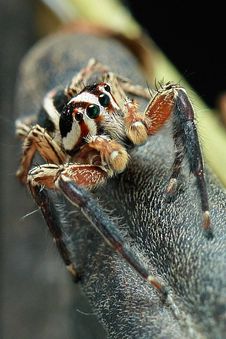 Muton | Sinobug: Pantropical Jumping Spider (Plexippus...