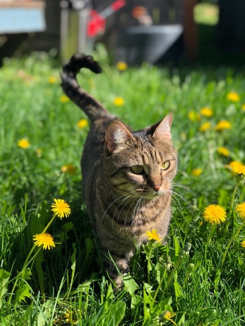 mostlycatsmostly:sweet Miss Dexter enjoying the sun(submitted...