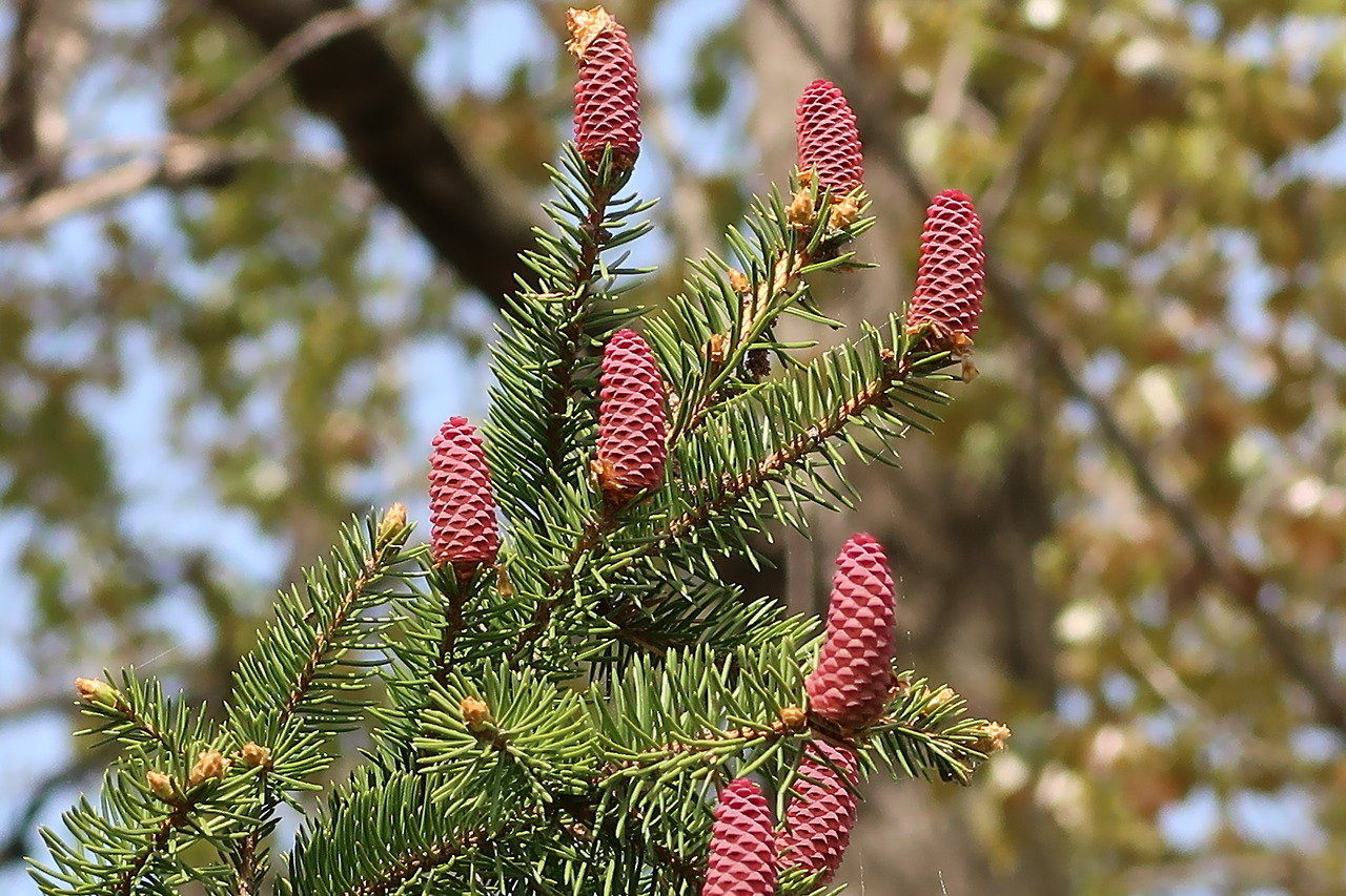  FLEURS  DE  SAPIN  PRINTEMPS 2022 Le sapin  est un 