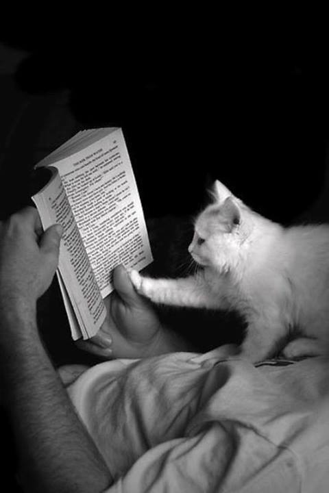 artistic photography art photo cat sweet czarno-białe black and white men cute nice