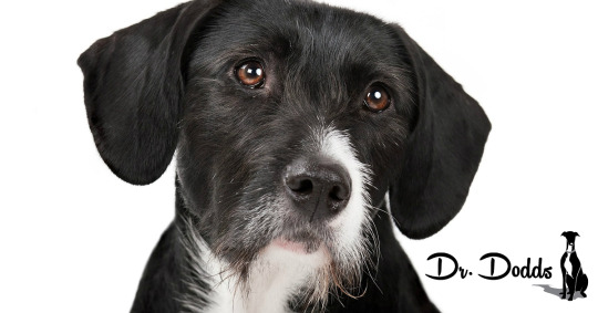 Dr. Dodds 2016 Vaccination Protocol for Dogs