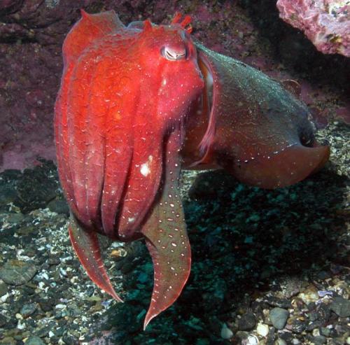 tsunamisamm:some of my favorite images of the cuttlefish