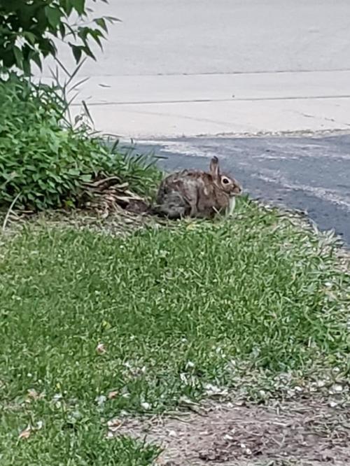 aww-cute-animals