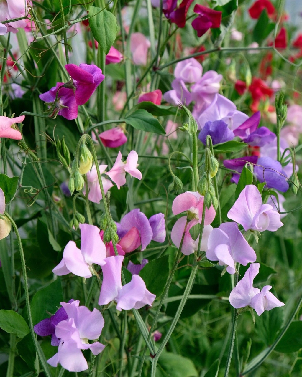 eat-to-thrive: âSweet peas ð¸ð¿ â