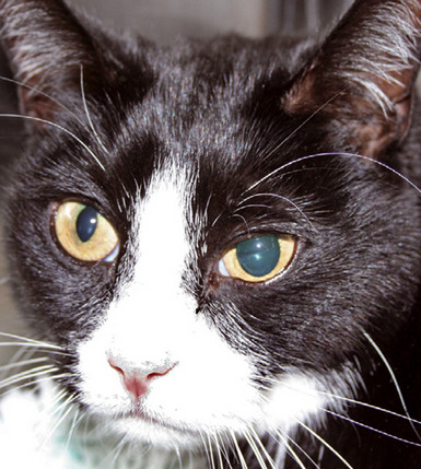 sightly unequal pupil size in cats