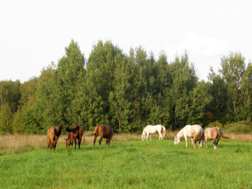 dull-boring-horse-life:The Saint Florus and Laurus day.