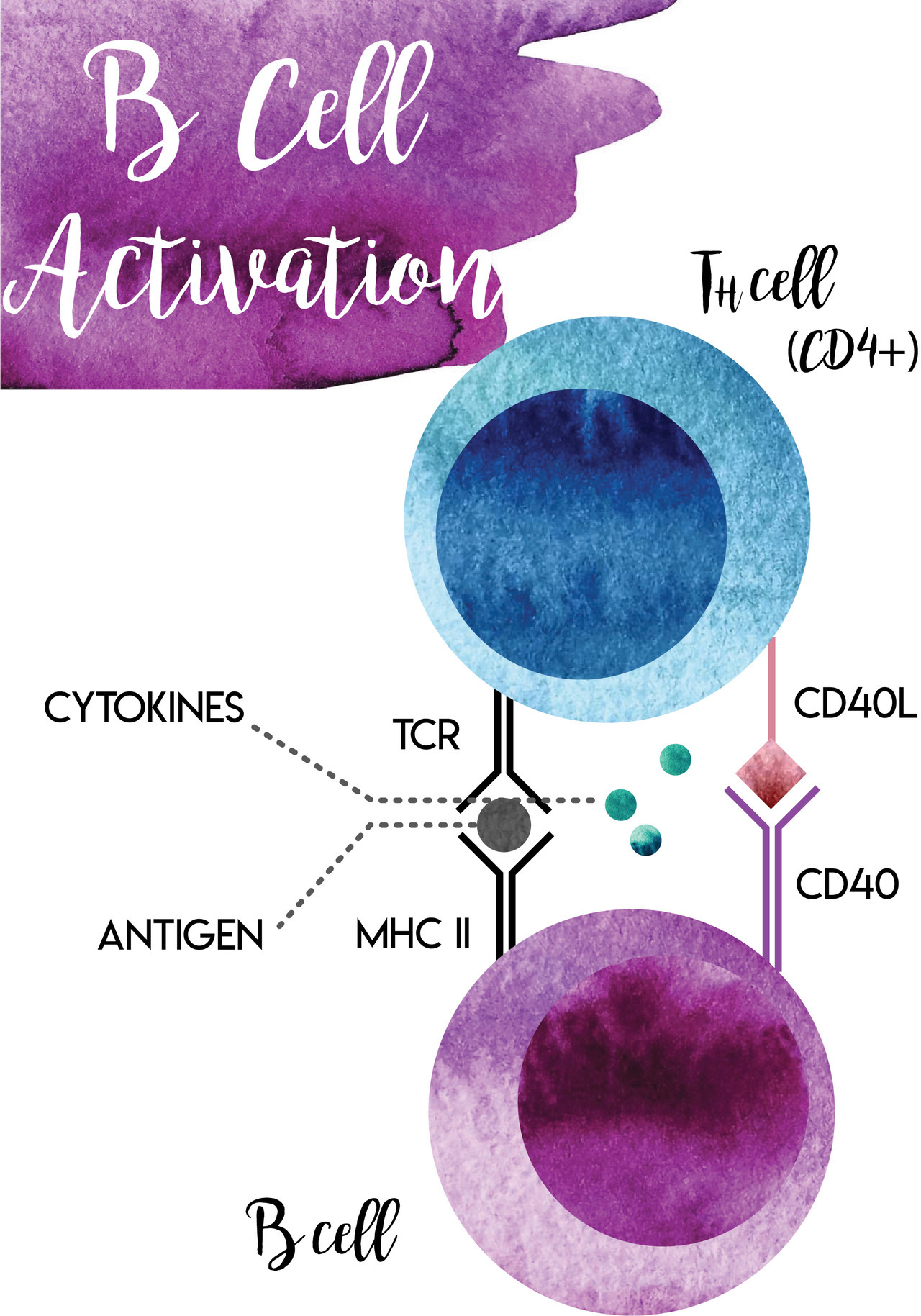 The-Art-Of-Medicine — B Cell Activation B Cell Activation And Class...