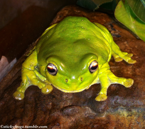 It is time for Pancake Practice on the ledge with... | Sticky Frogs