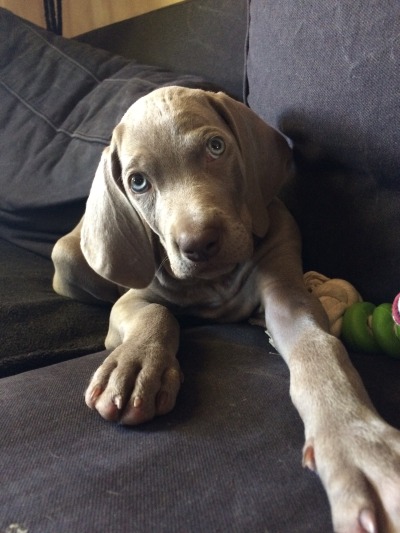 9 Reasons weimaraners Are So Addictive - SonderLives