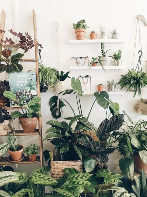 maeganbobaegan:Greenhouse Lounge white walls, shelves, ladder,...