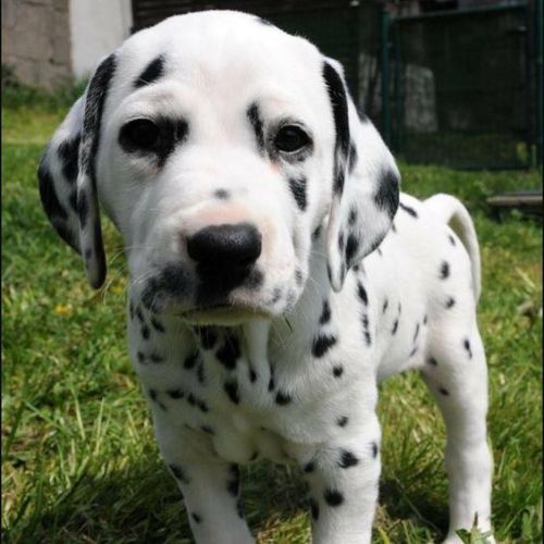 aww-so-pretty:I love the DalmatiansI want 10